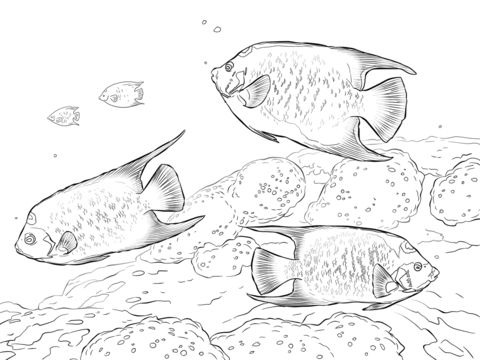 Queen Angelfishes Coloring Page